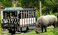 safari in Bali
