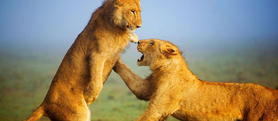 Lions playing