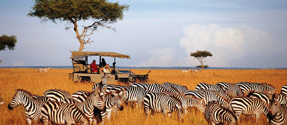 zebra sightseeing