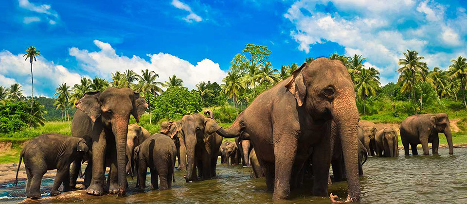 sri lanka elephant orphanage